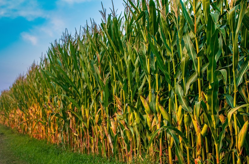 Avanço do enfezamento do milho acende alerta no campo; UPL apresenta solução inédita contra a doença