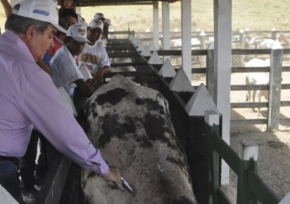 Mais de 800 animais são vacinados contra aftosa em Murici