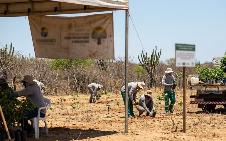Política nacional de recuperação da Caatinga entra em vigor