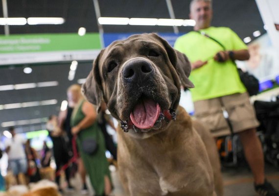 Companhias aéreas podem negar embarque de animais de suporte emocional
