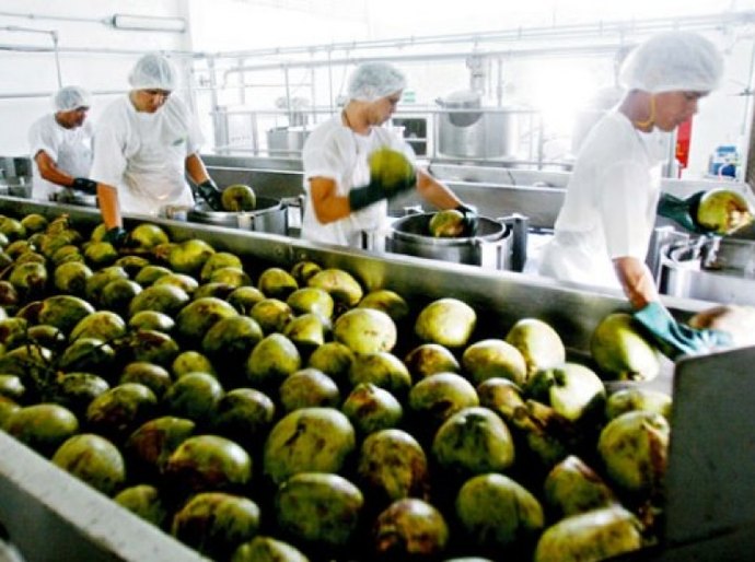 Fábrica de processamento de coco é inaugurada em Piaçabuçu