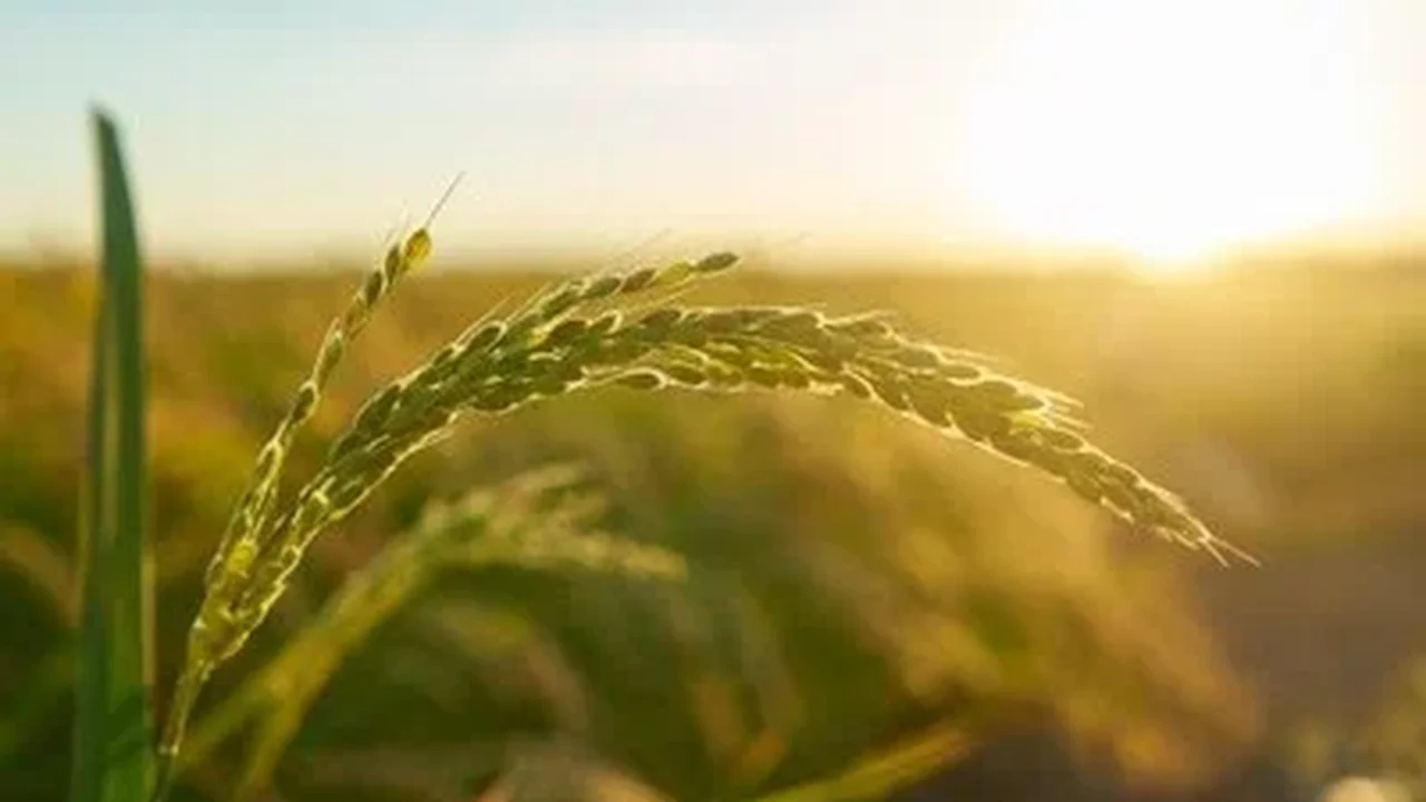 Ceca retoma participação da Ufal na Expoagro com ações de ensino, pesquisa e extensão