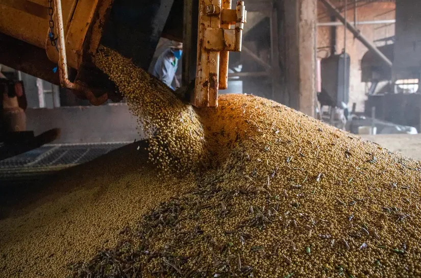 Produção brasileira de grãos deve aumentar apesar do El Niño