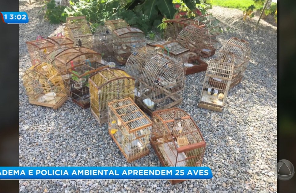 Aves Adema