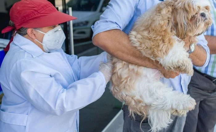 Cães e gatos podem ser vacinados contra a raiva animal neste sábado