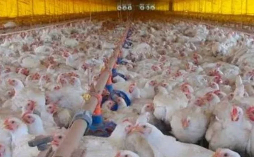 Deveríamos estar preocupados com o avanço da gripe aviária H5N1?