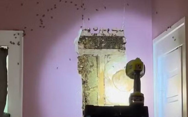 Após criança reclamar de 'monstros', família nos EUA encontra 60 mil abelhas em parede de quarto: 'Filme de terror'