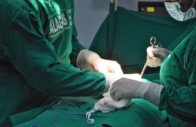 Nova lei federal incentiva doação de órgãos e tecidos