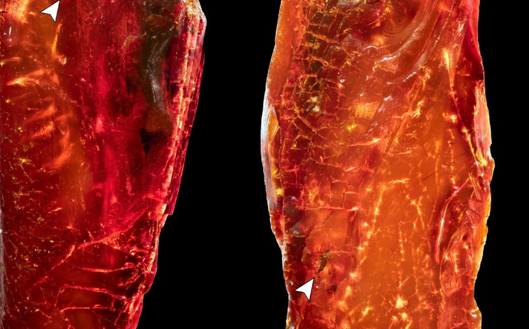 Âmbar de Goethe como cápsula do tempo: fóssil de formiga surpreende cientistas (IMAGENS)