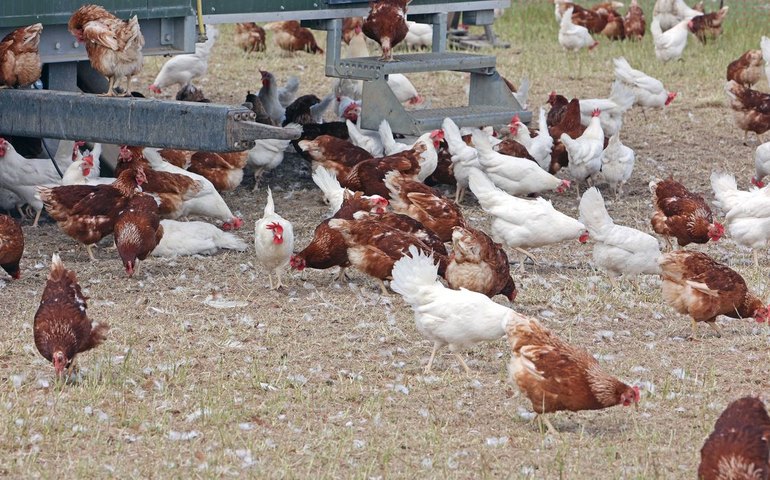 Gripe aviária: Mato Grosso registra vírus em aves domésticas