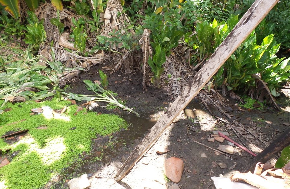 quintal leshmaniose