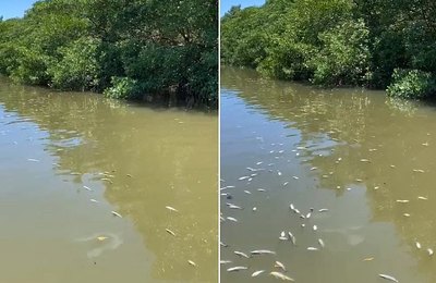 Comissão de Meio Ambiente da ALE irá debater crime ambiental da mortandade de peixes na Barra de Santo Antônio