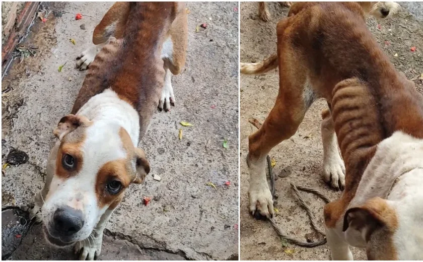 Mulher é presa ao manter cachorro em situação de maus-tratos