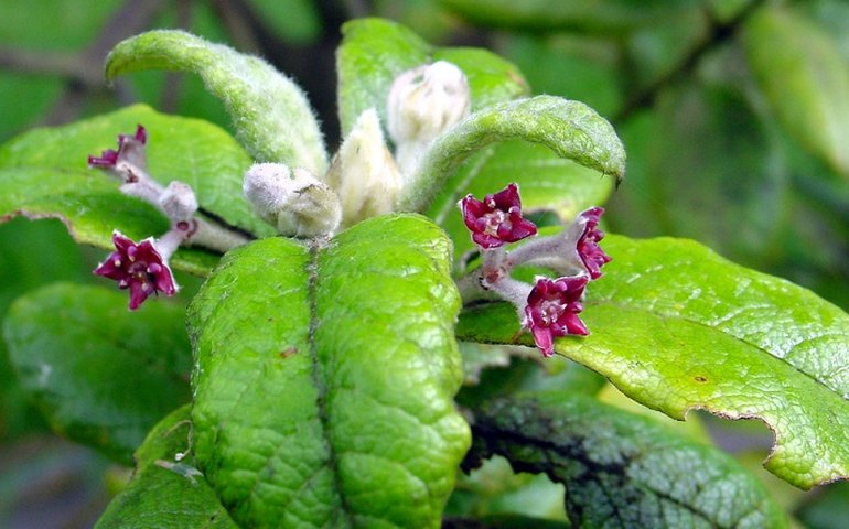 Quase 600 espécies de plantas foram extintas no planeta em 250 anos