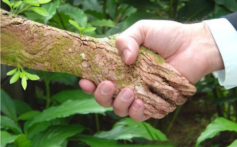 Coalizão espera sanção sem vetos da Política de Pagamento por Serviços Ambientais