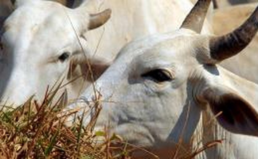 Governo de Alagoas fará distribuição de sêmen para gado leiteiro