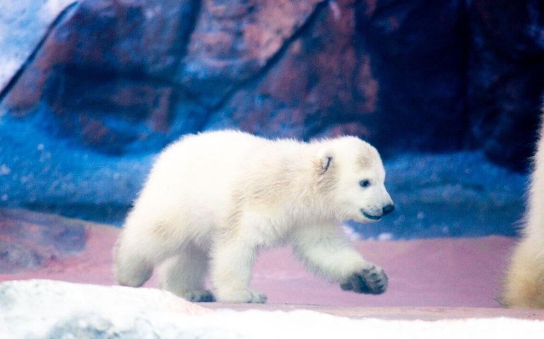 Veja imagens da primeira ursa polar nascida na América Latina (FOTOS, VÍDEOS)