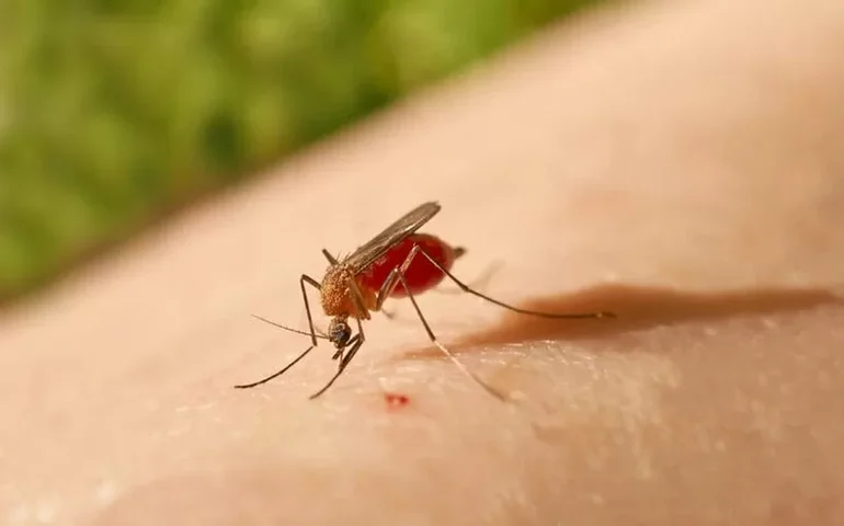 Febre oropouche: doença transmitida por mosquito cresce no país; veja os estados que já estão com casos