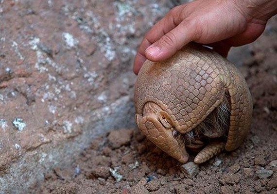 Mascote da Copa do Mundo, tatu-bola está em risco de extinção