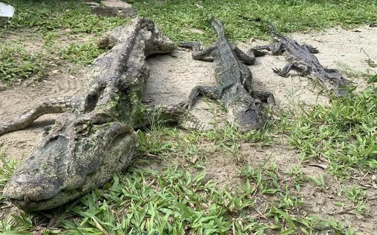 Isso tudo é pra mim? Pescador do Brasil queria pegar pirarucu, mas acabou com jacaré