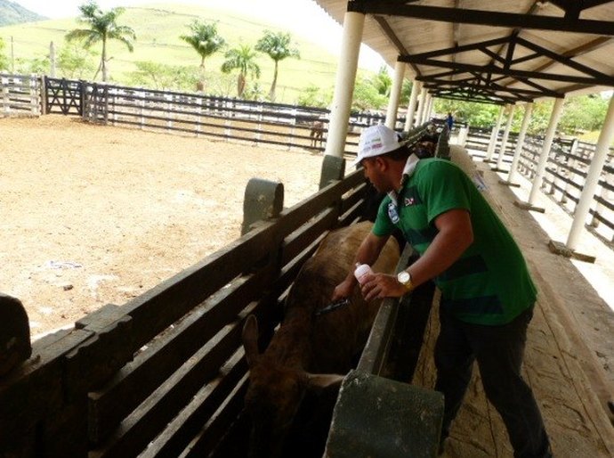 Criador tem até o dia 30 de novembro para vacinar rebanho contra aftosa
