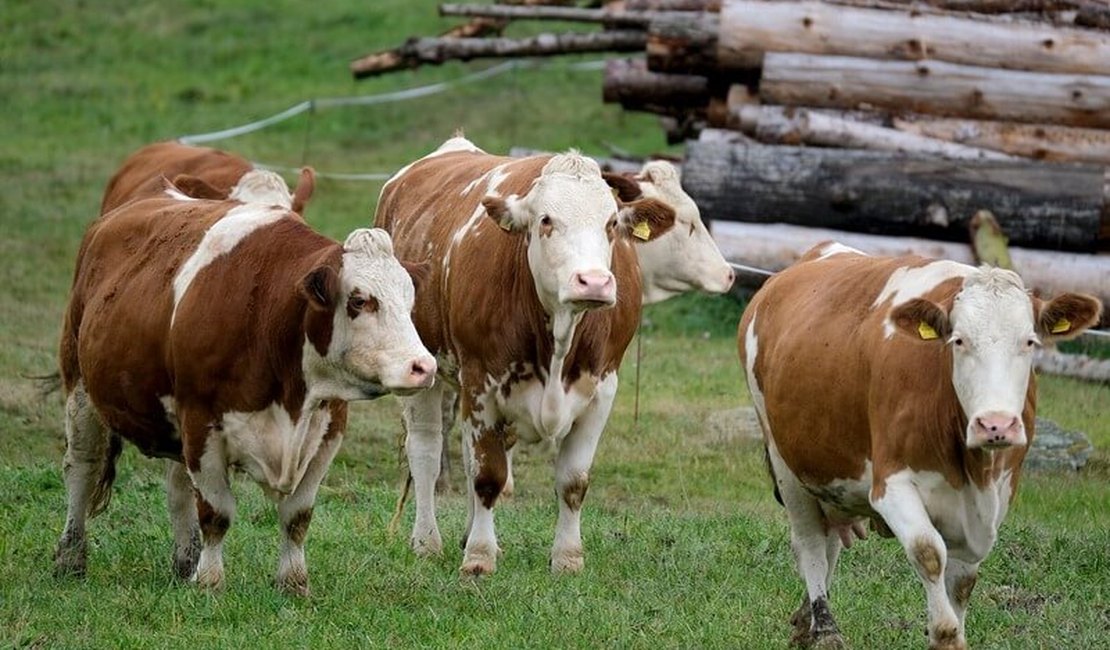 Governo Irlandês quer sacrificar 200 mil cabeças de gado para combater as 'mudanças climática'