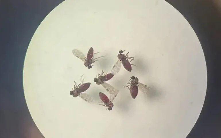 Pernambuco cria comitê para enfrentamento à febre do Oropouche