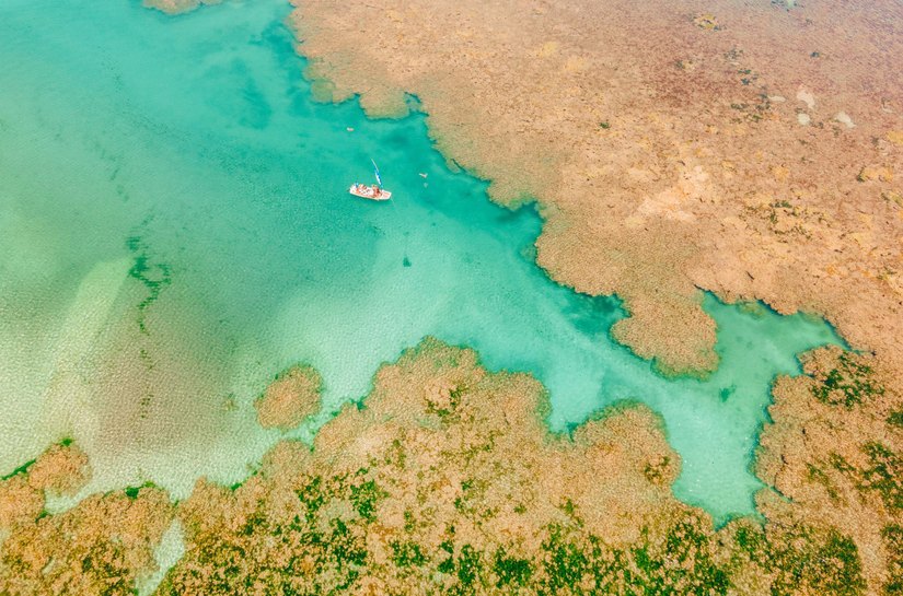 Projeto Corais de Alagoas chega a 500 corais em cultivo no mar do estado