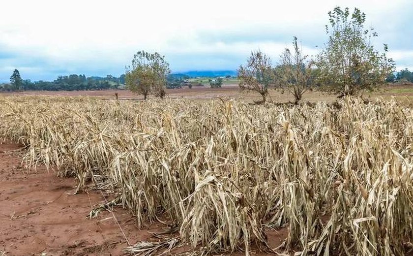 MP libera R$ 1,97 bilhão em créditos para recuperação da agropecuária do RS