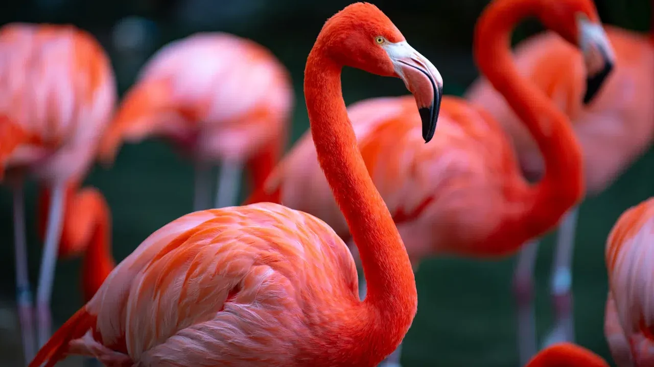 Flamingos nascem rosa? Descubra 7 fatos curiosos sobre essas aves