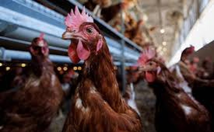 Brasil vai declarar fim do foco da doença de Newcastle à Organização Mundial de Saúde Animal