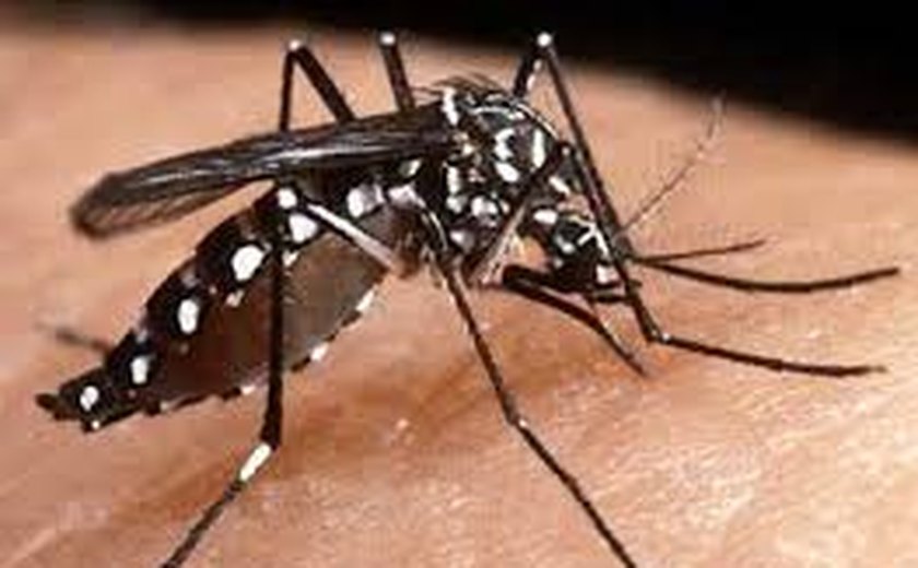 Norte e Nordeste debatem dengue e chikungunya