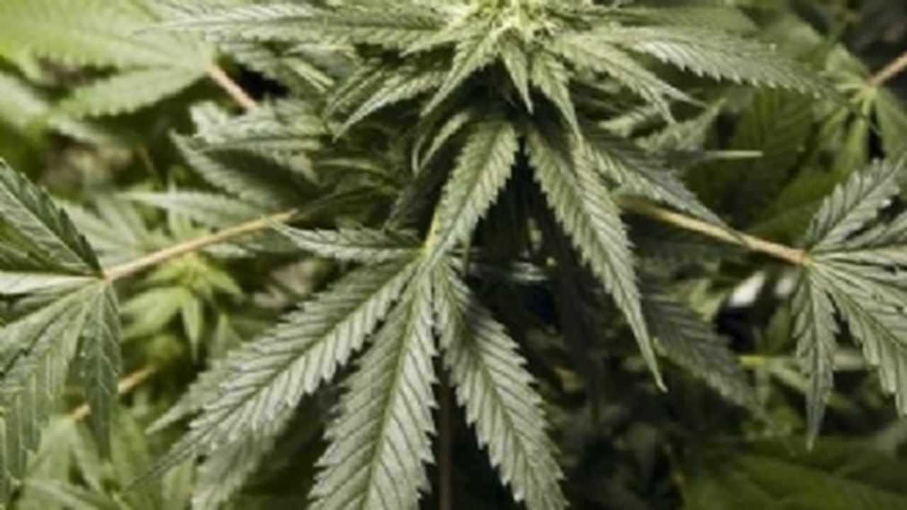 Juiz julga inconstitucional proibição da maconha