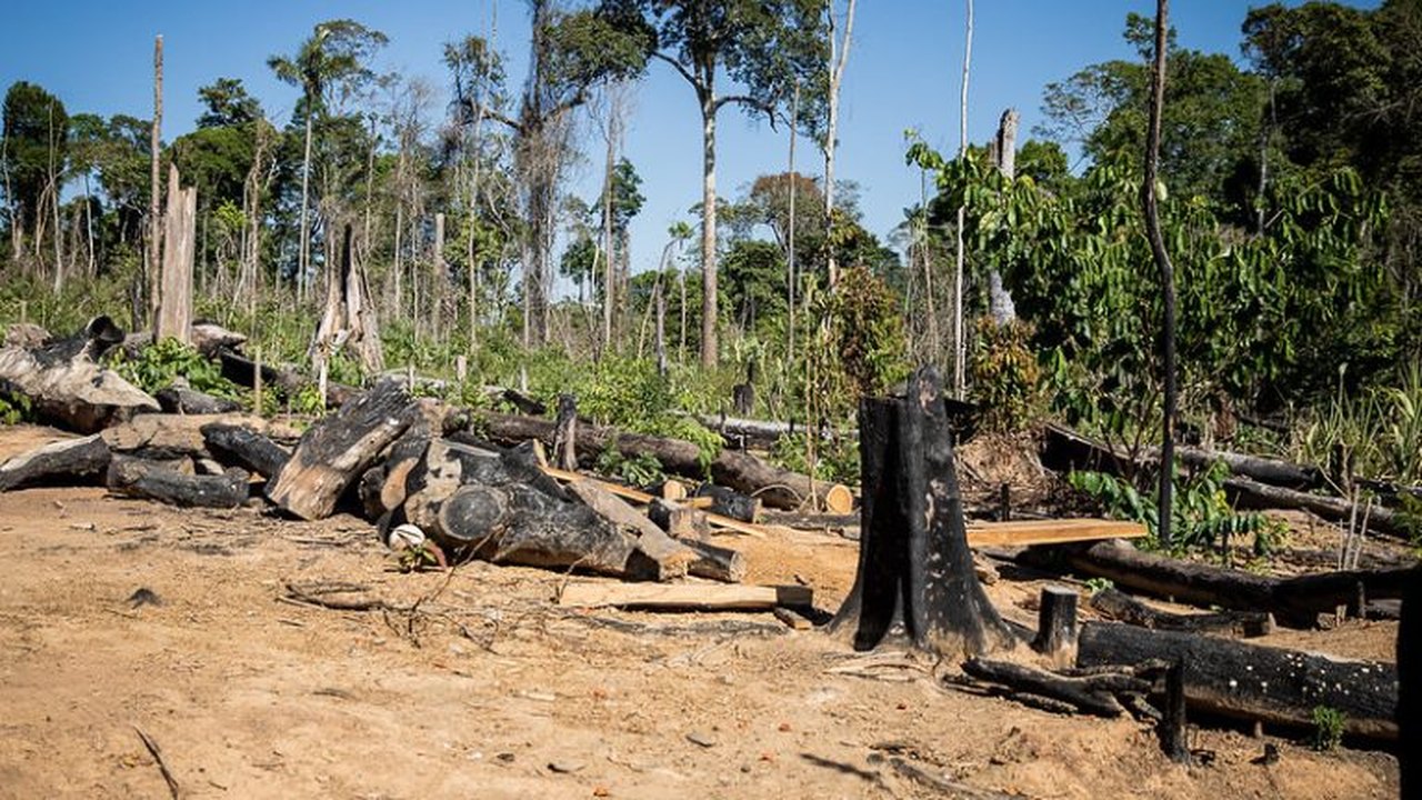 Google abate ilegalmente 250 mil árvores para centro de dados na Finlândia e gera revolta