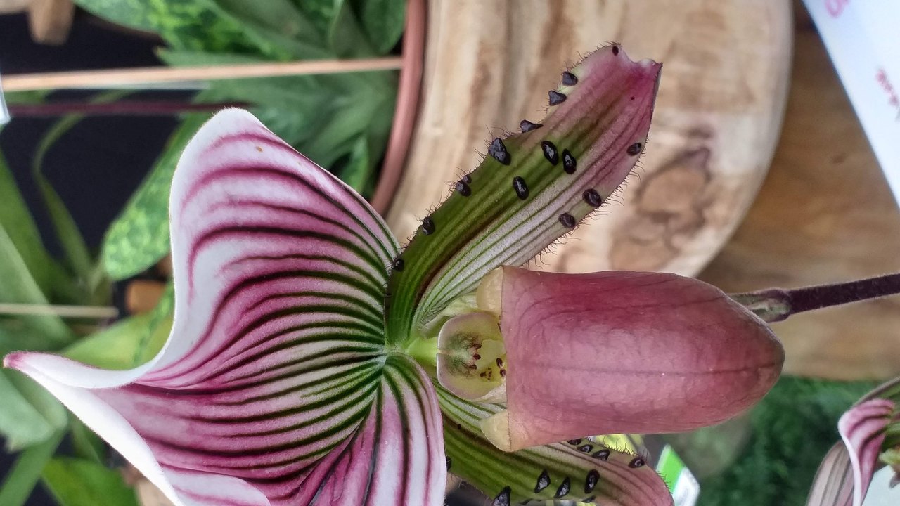São Paulo terá oficinas gratuitas para cultivadores de orquídeas