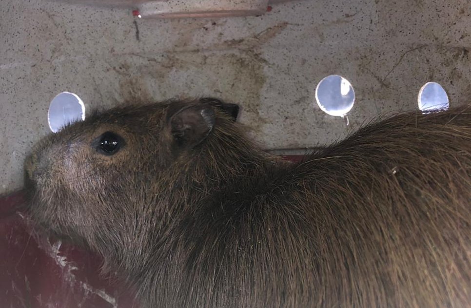 ADEMA CAPIVARA