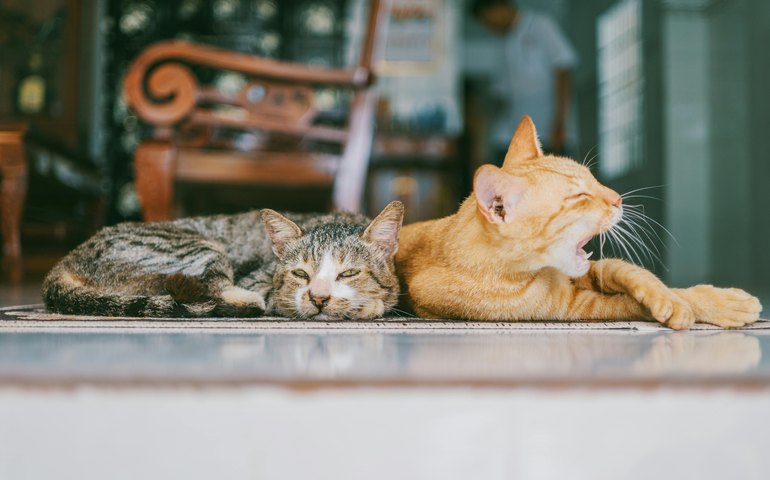 Transplantes em pets exigem compatibilidade e acompanhamento contínuo