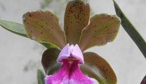 Museu da Gente Sergipana recebe Bienal de Orquídeas do Nordeste; confira programação