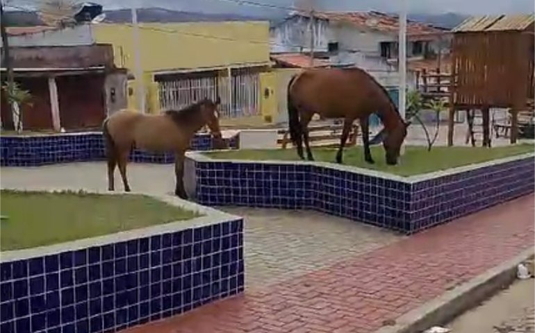 Palmeira dos Índios, o paraíso dos animais nas ruas; vídeo