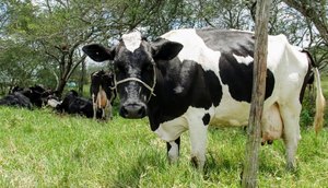 vaca