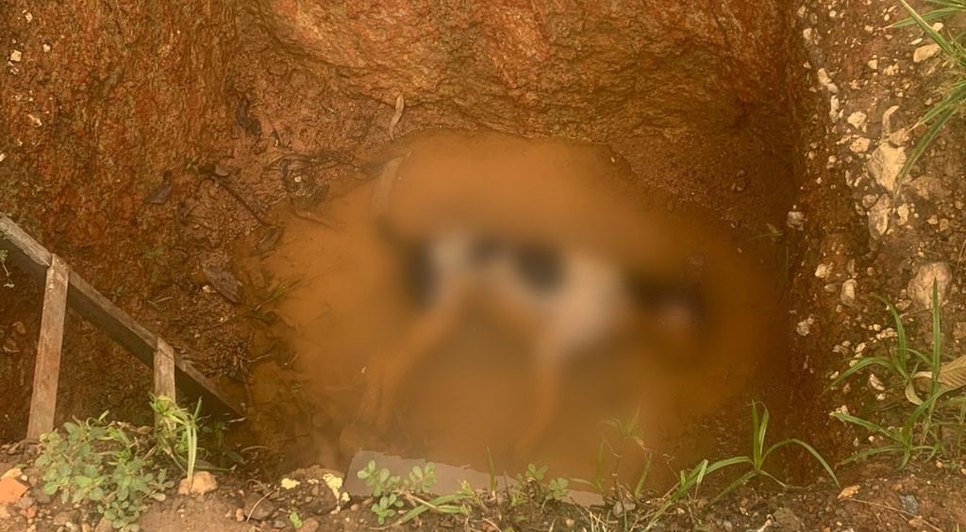 Homem mata cães envenenados por vingança e é liberado pela Polícia Civil em Simão Dias