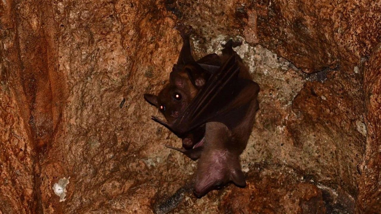 Outono ameno aumenta presença de morcegos em Moscou