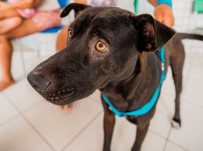 Secdef promove Feira de Adoção de Animais na Ponta Verde, neste domingo