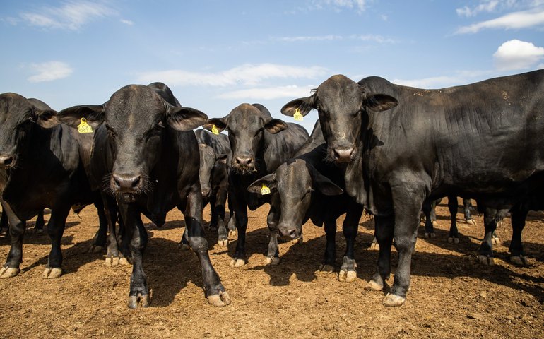 Leilões de terneiros em SC se aproximam do encerramento com estabilidade nos preços e leve variação regional