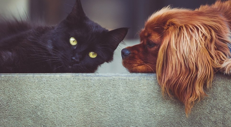 animais