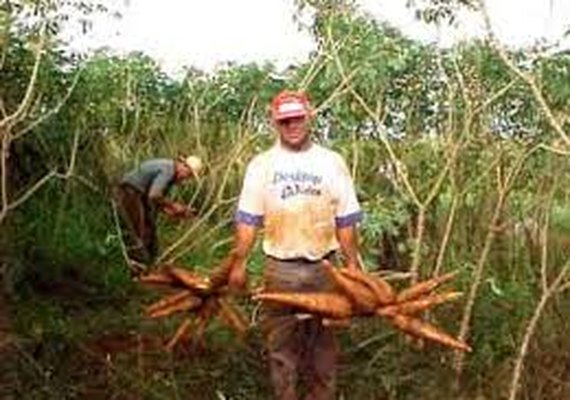 Emater e Embrapa promovem Dia de Campo sobre a cultura da mandioca