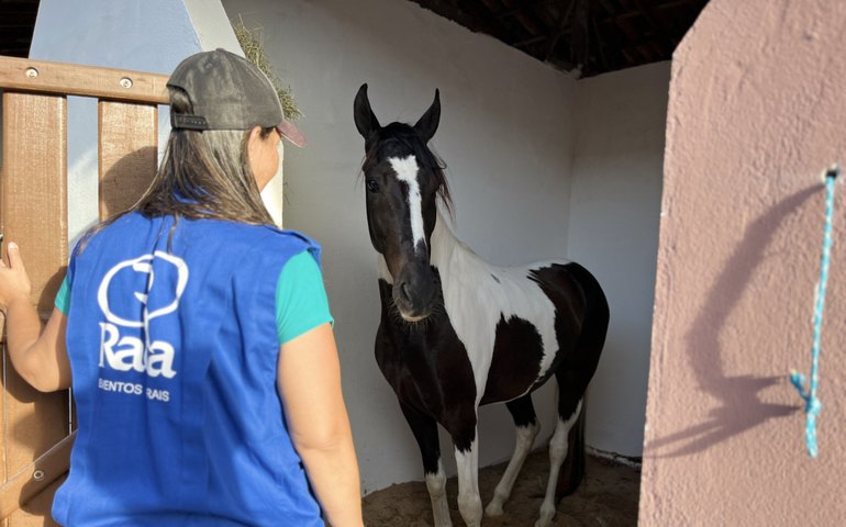 72ª Expoagro Alagoas abre vendas de mangalarga marchador no Shopping de Animais