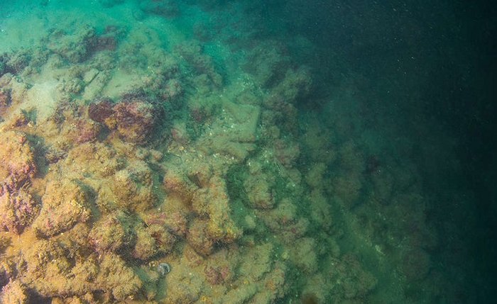 Segunda maior barreira de corais do mundo está sendo sufocada por óleo