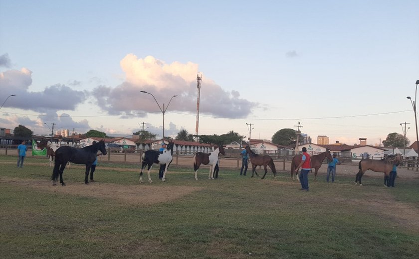 Equinos Mangalarga Marchador aumentam participação na Expoagro Alagoas