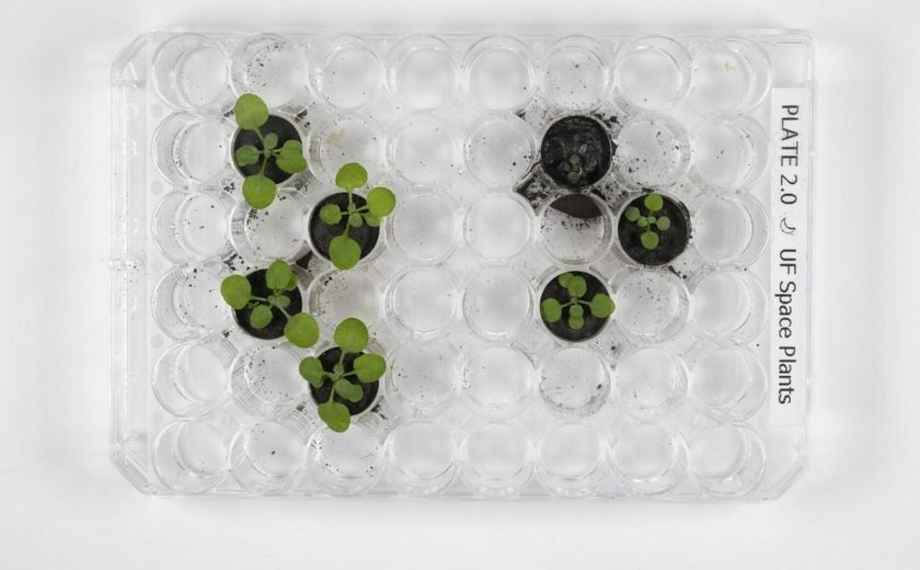 Experimento nos EUA cultiva plantas em solo lunar pela primeira vez